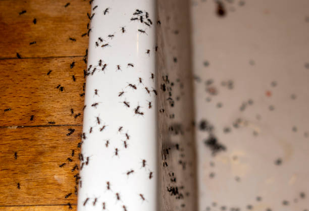 Best Pest Prevention Services  in North Haverhill, NH