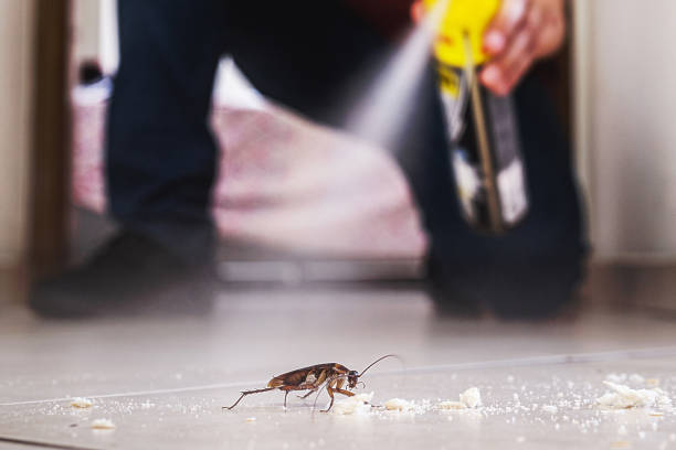 Best Spider Control Near Me  in North Haverhill, NH