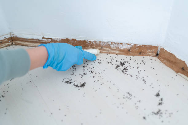 Trusted North Haverhill, NH Pest Control Experts